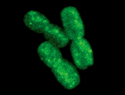 Что будет, если цианобактерии мирового океана подхватят вирус?
