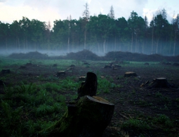 ЕК готовит проверку в отношении Польши по делу вырубки Беловежской пущи