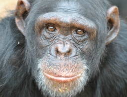 Получат ли шимпанзе права человека?