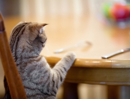 Ученые выяснили, почему кошки бывают привередливы в еде