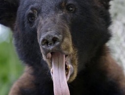 В США на участницу марафона напал медведь