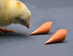 Цветное зрение помогает птицам находить лучшую пищу