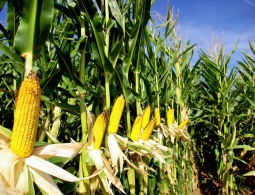 Ученые: Изменения климата могут вызвать голод на Земле через 10 лет