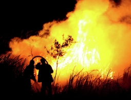 Пять стран помогают властям Кипра тушить лесные пожары с воздуха