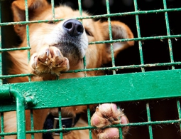 В Китае активисты скупают собак, чтобы спасти их от убоя на фестивале мяса