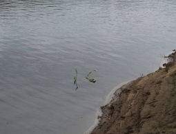 Из водоема в поселке Кокино вытащили тело мужчины