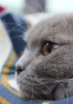 БРЯНСКИЕ ПРОСТОРЫ