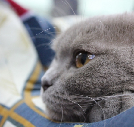 БРЯНСКИЕ ПРОСТОРЫ