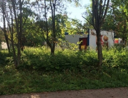 В поселке Путевка Брянского района погубили более 100 деревьев