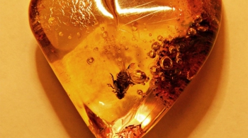 ДОИСТОРИЧЕСКИЕ НАСЕКОМЫЕ В ЯНТАРЕ