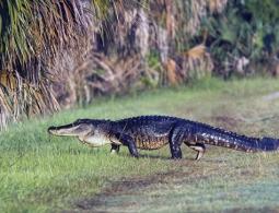 Аллигатор, утащивший мальчика в озеро в Орландо, пойман и усыплен