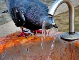 В Брянской области прогнозируют +32°C