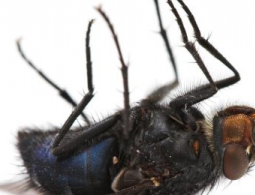 Можем ли мы предсказать, когда умрем?