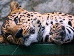 Россия может помочь Армении создать центр реинтродукции леопардов