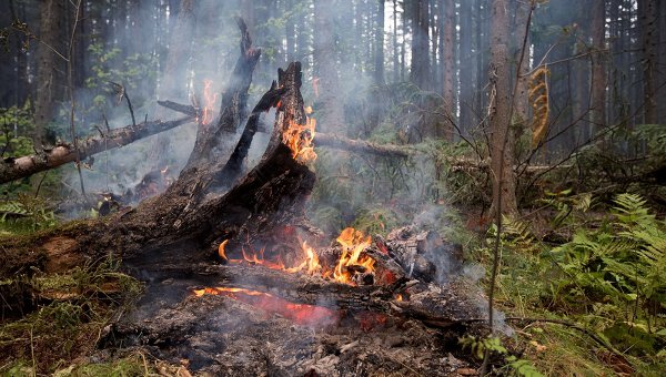 В пяти районах Сахалина прогнозируется высокая пожарная опасность