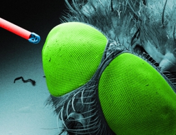 В Штутгарте создана микроскопическая фотокамера