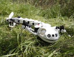 Робосаламандра движется как настоящее земноводное