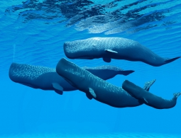 Ученые выяснили, о чем говорят киты