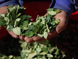 Боливия добилась самых низких показателей по посадкам коки за 13 лет
