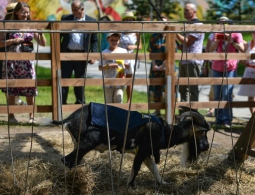 Козел Тимур выбрал невесту из Подмосковья