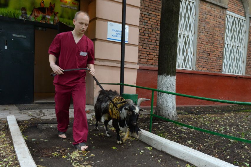 Козел Тимур вернулся в родной сафари-парк в Приморье