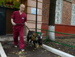 Козел Тимур вернулся в родной сафари-парк в Приморье