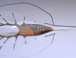 Учёные создали киберската из крысиных клеток