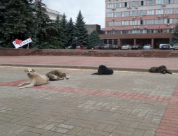 Центр Брянска захватили бродячие собаки