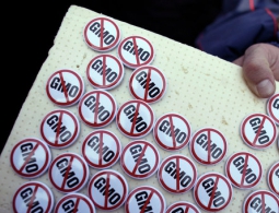 Депутат от КПРФ призывал правительство запретить ввоз ГМО-продукции