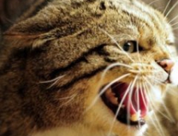 В Брянске агрессивная кошка напала на своих хозяев