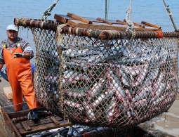 Экологи считают катастрофической ситуацию с нерестом горбуши на Сахалине