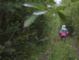 Потерявшаяся брянская пенсионерка до сих пор блуждает в лесу