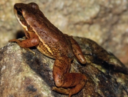 Ученые выяснили, почему лягушки квакают на суше, а не в воде