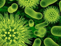 Новый вид антибиотика все это время был прямо у нас под носом!