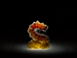 Паразитизм среди животных скорее норма, чем исключение