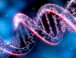 Ученые выяснили, почему зарядка продлевает жизнь