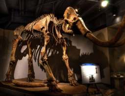 Палеонтологи выяснили, почему вымерли последние мамонты на Земле