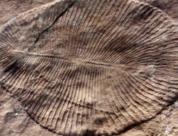 Нигилизм эволюции: одни животные на Земле привели к массовому вымиранию других