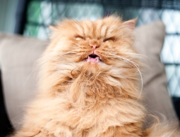 Сотрудник Nvidia научил нейросеть прогонять кошек