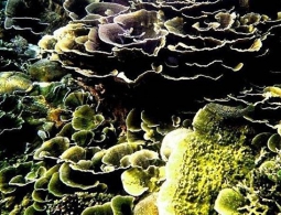 Дальневосточные ученые создали подводных роботов для учета морских ресурсов