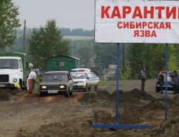 На Ямале уничтожили останки более двух тысяч оленей