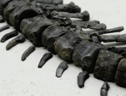 Найденный российскими учеными в Сибири динозавр оказался новым видом