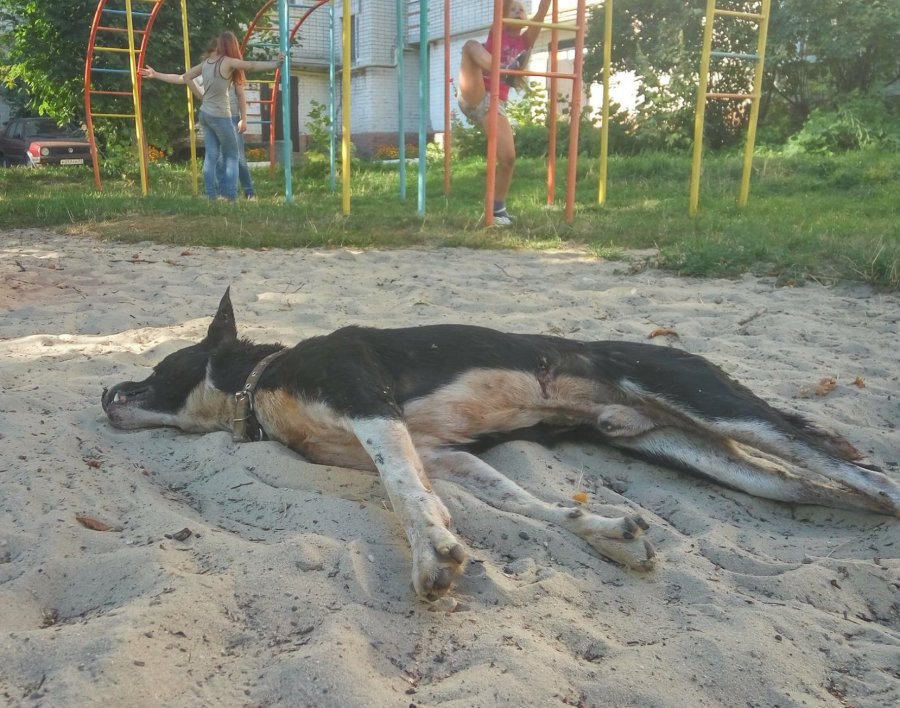 В Брянске бродячую собаку застрелили во дворе дома