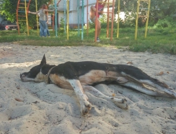 В Брянске бродячую собаку застрелили во дворе дома