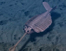 Как могут выглядеть инопланетяне? Спросим у эволюции