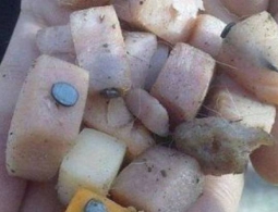 Брянские инквизиторы начали казнить собак мясом с гвоздями