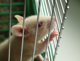 Ученые выяснили, как крысы научились предсказывать погоду