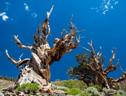 Какое дерево является самым старым на нашей планете?