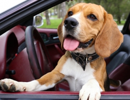 Ученые раскрыли секрет собачьей привязанности