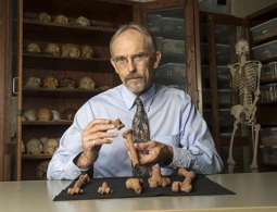 Палеонтологи выяснили, от чего умерла "Люси", прамать человечества